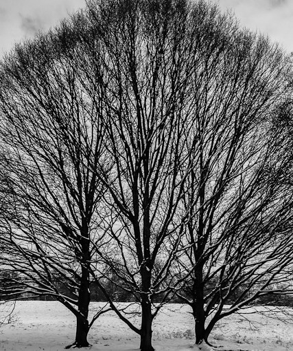 A walk in the park. In&nbsp;monochrome