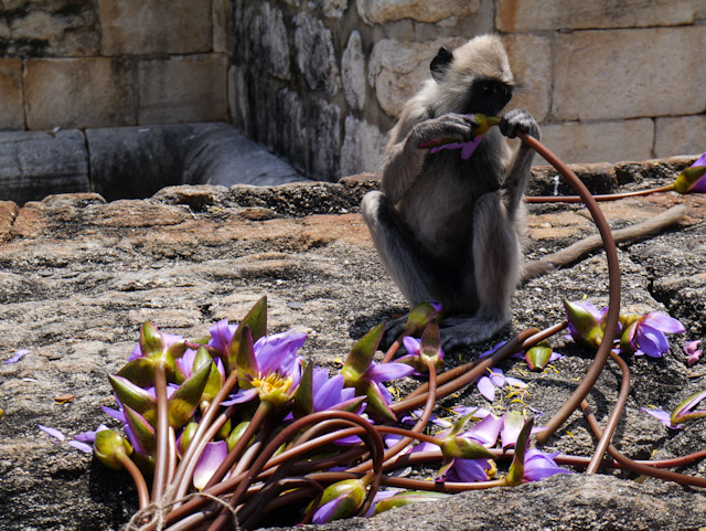 Sacred trees and really big&nbsp;stupas