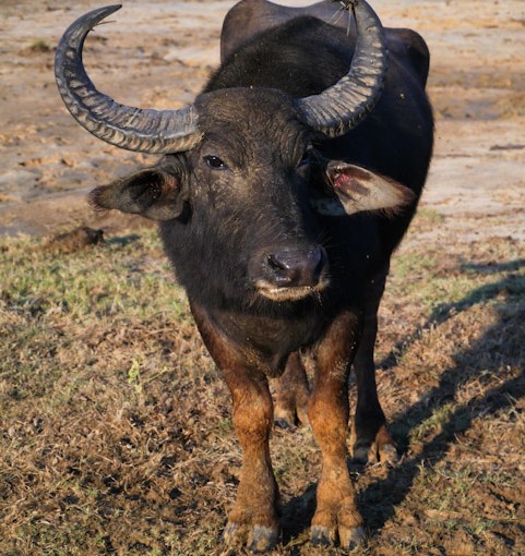 A game drive in Yala National&nbsp;Park.