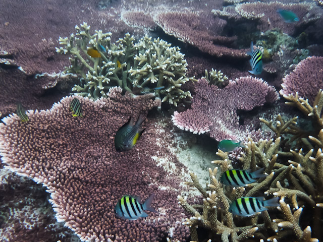 Snorkelling at Pulau&nbsp;Aur.