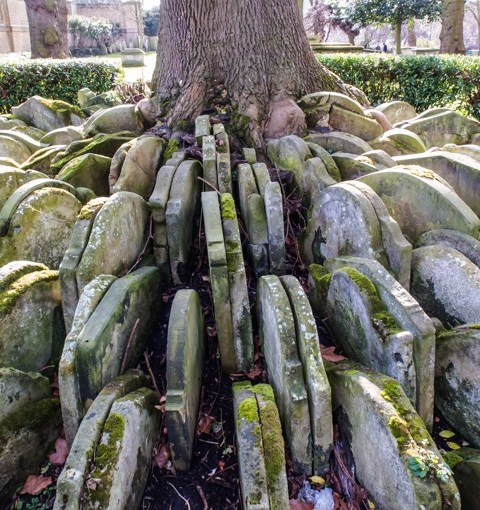 St Pancras Old Church and the Hardy&nbsp;Tree.