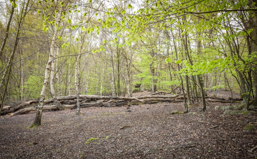 Photos of Epping&nbsp;Forest.