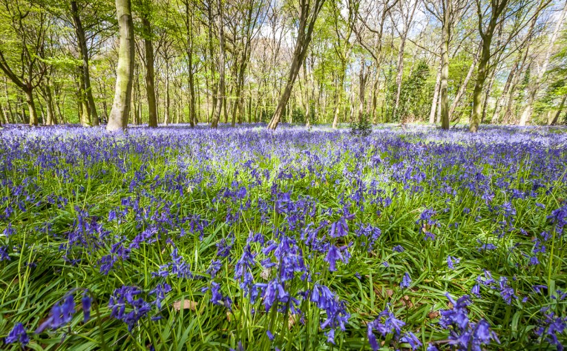 The beautiful bluebells of Chalet&nbsp;Wood.